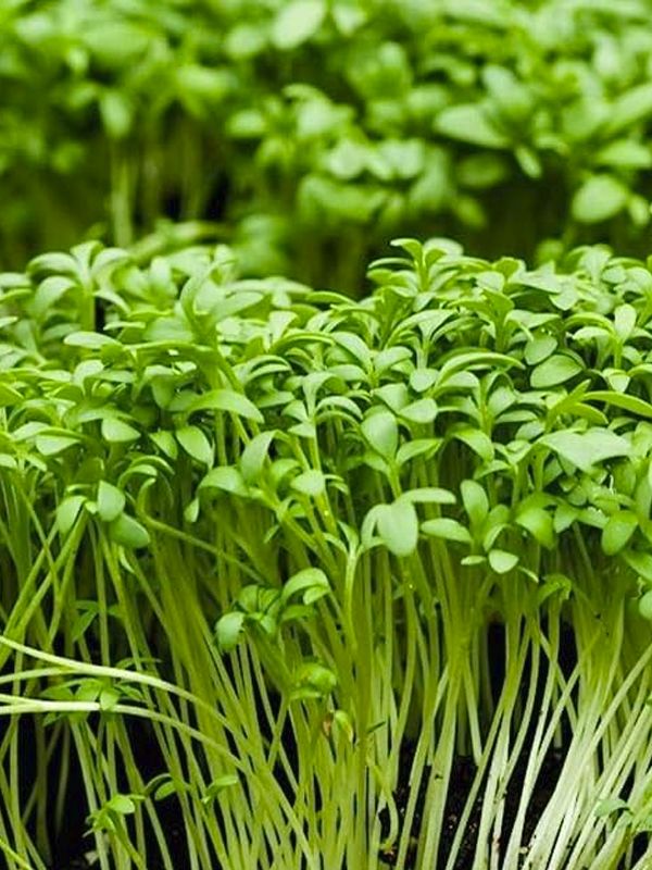 GIARDINO DEI MICRO ORTAGGI